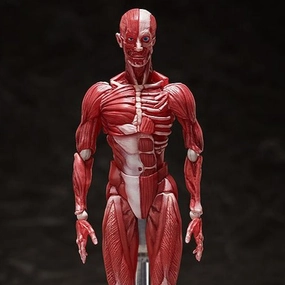 [Backorder] Figma SP-142 Human Anatomical Model Battery operated Auction Item