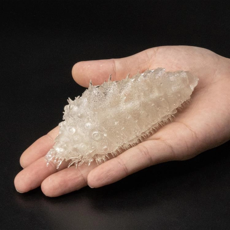 Vinyl Collectible Display Case Takeyashiki Jizaiokimono "Nausica? of the Valley of the Wind" Ohmu (Small) Clear Ver.